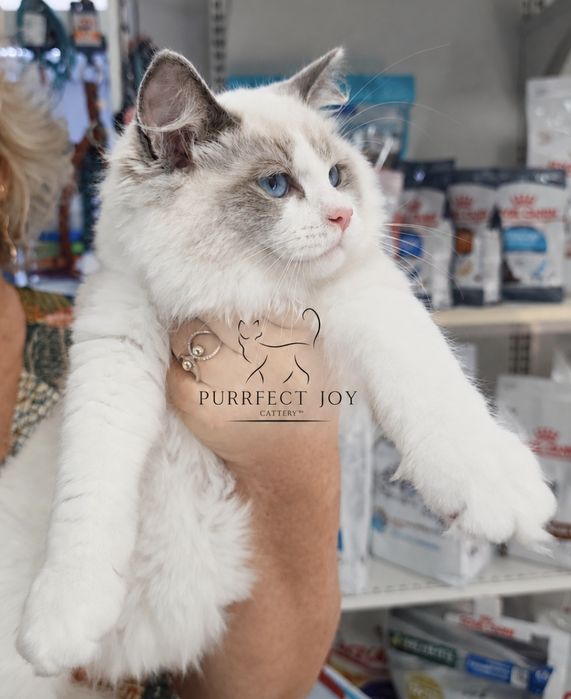 Ragdoll cu pedigree