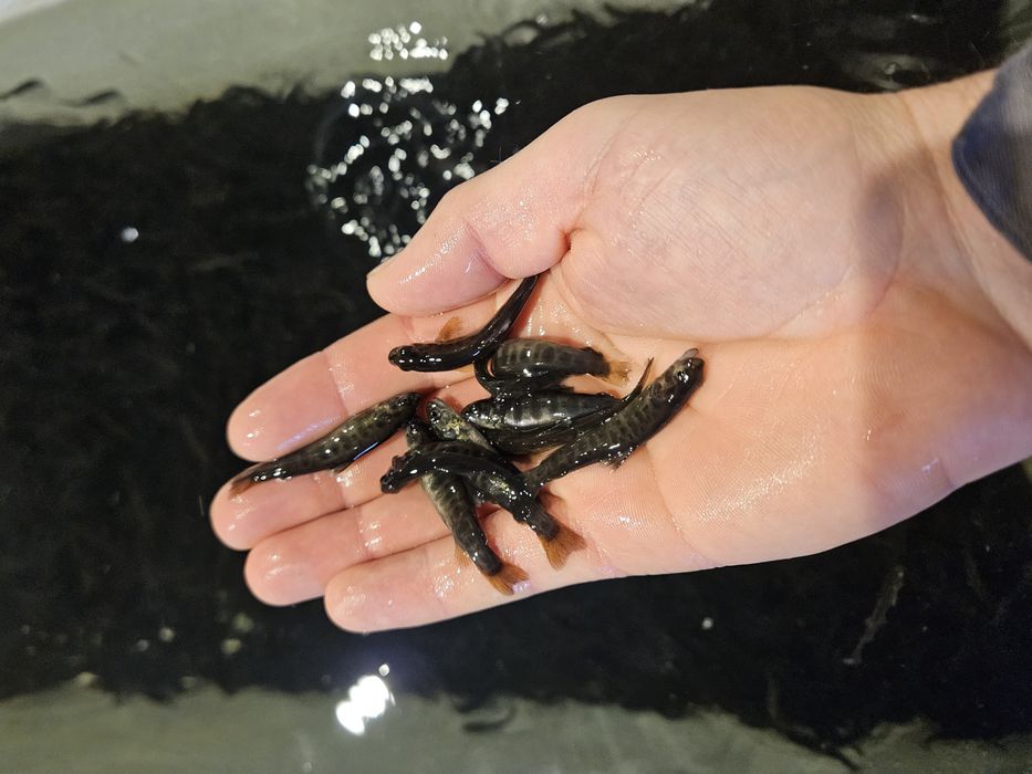 Балканска пъстърва за зарибяване