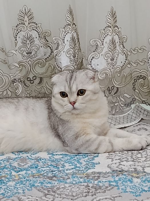 Oʻgʻil bola mushugimizga VIYAZKA  uchun Qiz bola mushu kere toza