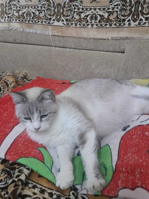 Отдам в добрые руки