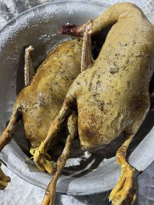 Продам гусей порода линда