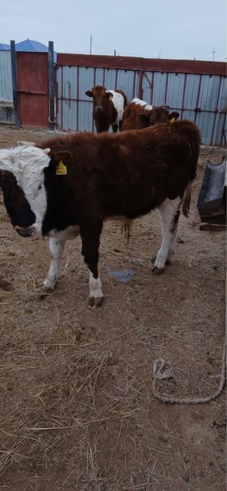 Сегіз айлық кестірілмеген баспақ