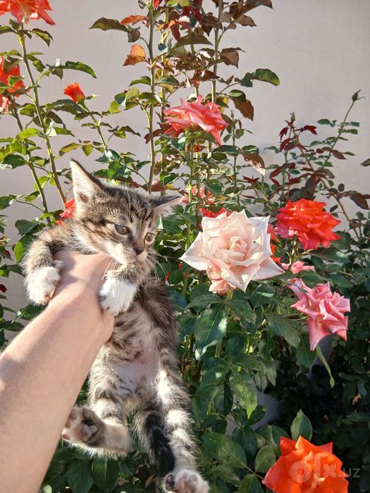 Котятам нужна семья!