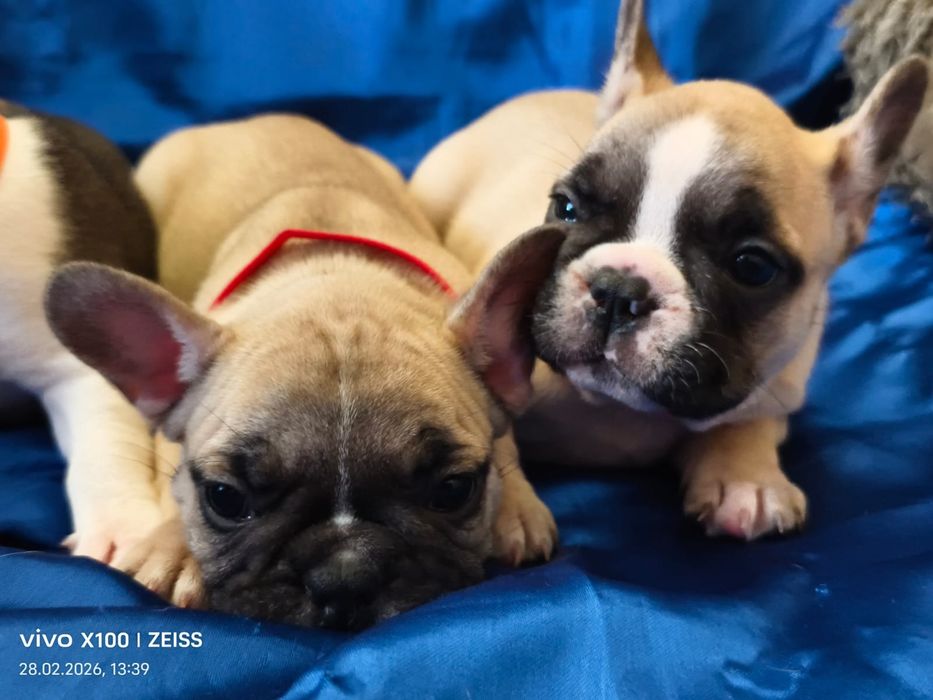 Щенки французского бульдога.
