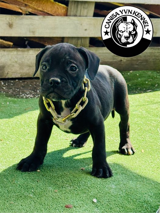 Mascul amstaff negru