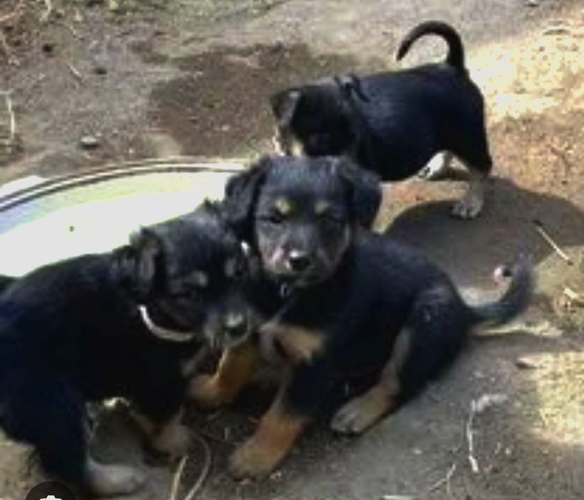 Мальчикам и девочкам нужны дома отзовитесь Добрые любящие люди