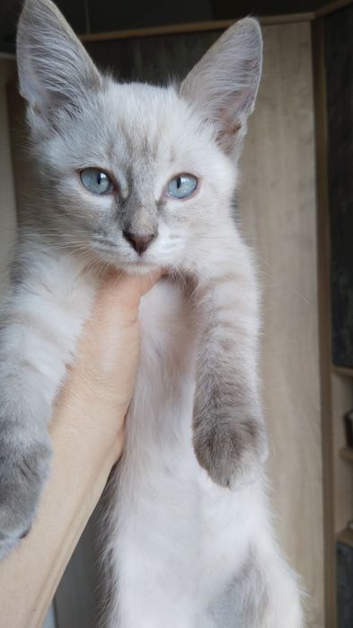 Сиамская девочка в добрые руки
