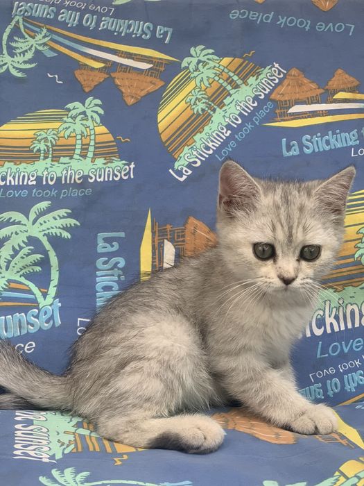 Кошка Британская серебрянная Шиншилла
