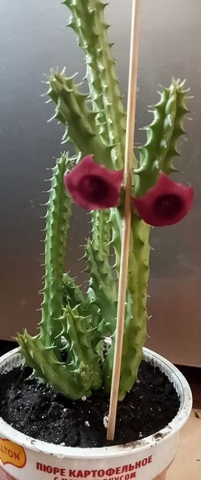 Колеус и стапелию продаю.