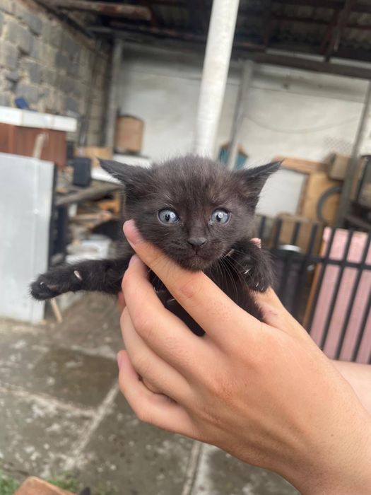 Отдам котят в хорошие руки