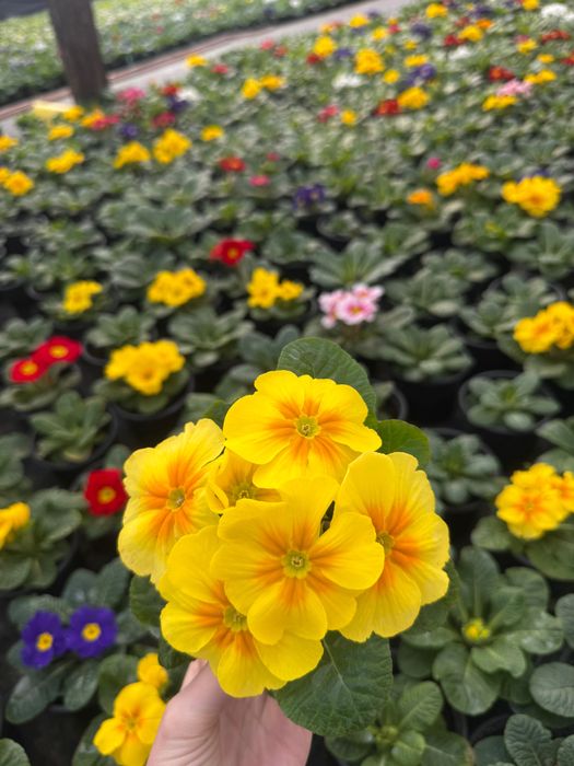 Primula la super pret