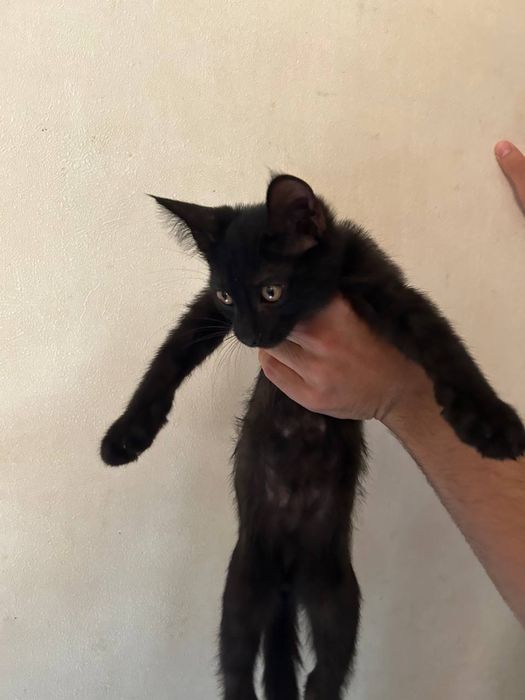 Котята отдам даром