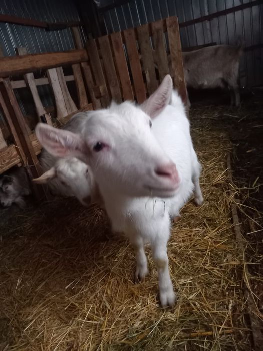 Vând capră gestantă, două iedițe de rasă și țap