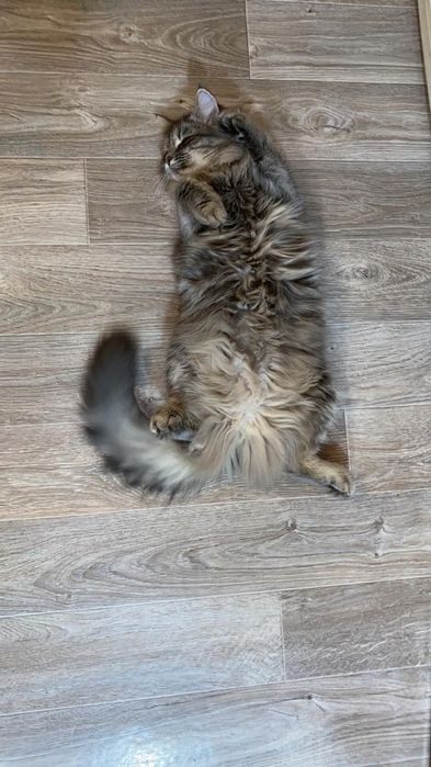 Кошечка ищет себе дом