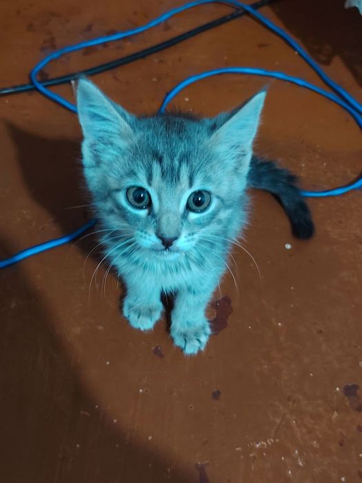 Sami izveni ekspressirova porno