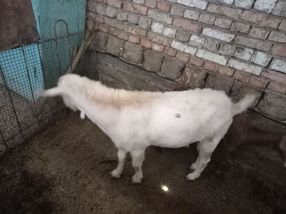 Зотли,жуда чаккон ва эпчил ТАКА сотилади, нархи 400$