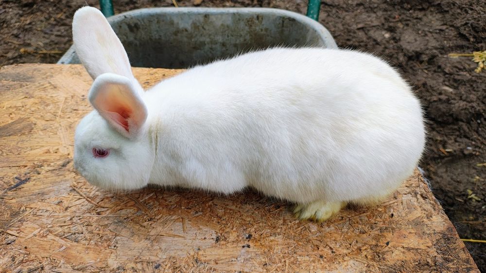 Iepuri Panon - Femele