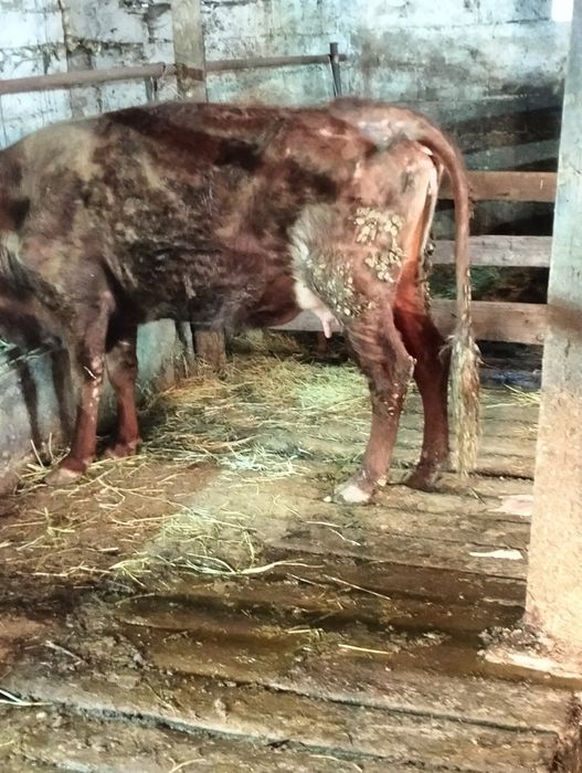 Сельхозживотное карова