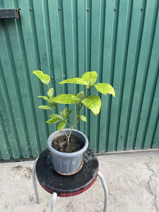 Лимонное дерево мейера