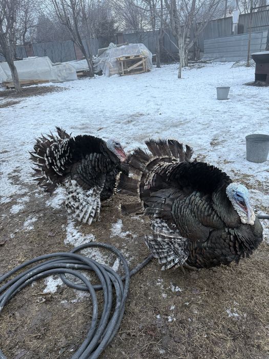 Таза қолдың индюктері