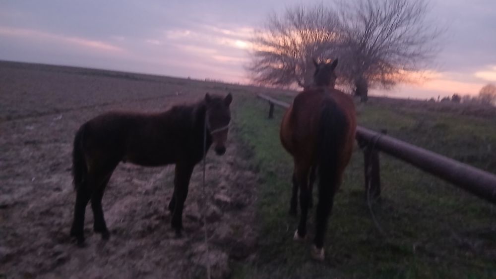 Biya sotiladi ona bola