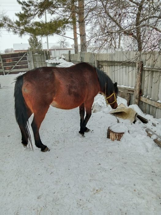 Продается кобыла