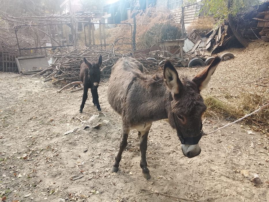 Порно бала кискасын сипады