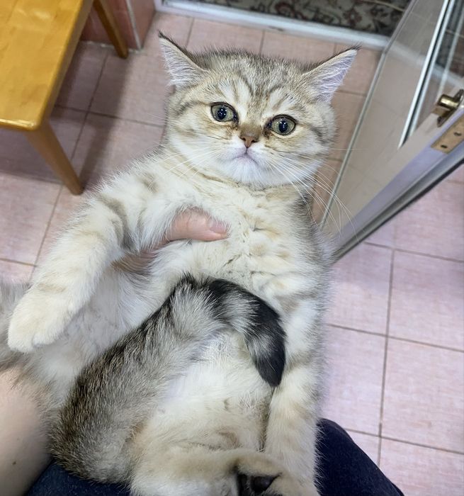 Скотиш страйт золотая шиншила