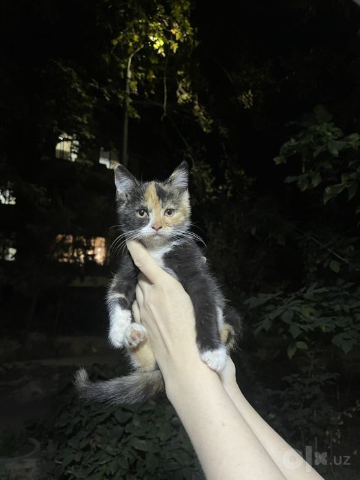Ласковые  котята
