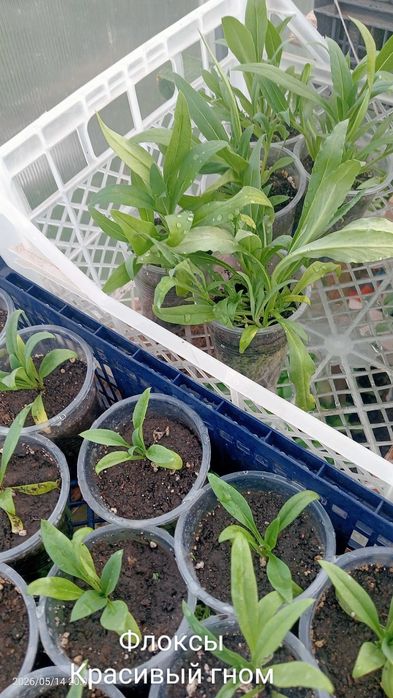 В продаже цветы однолетние, многодетние