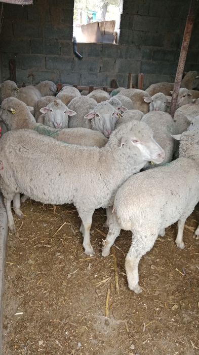 Продам баранов 65000тг