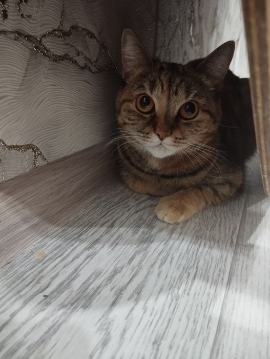 Отдам кошку даром