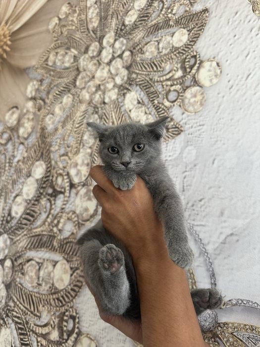 Отдаем котят в добрые руки