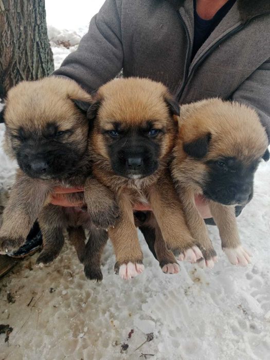 Продам щенков овчарки и лайки