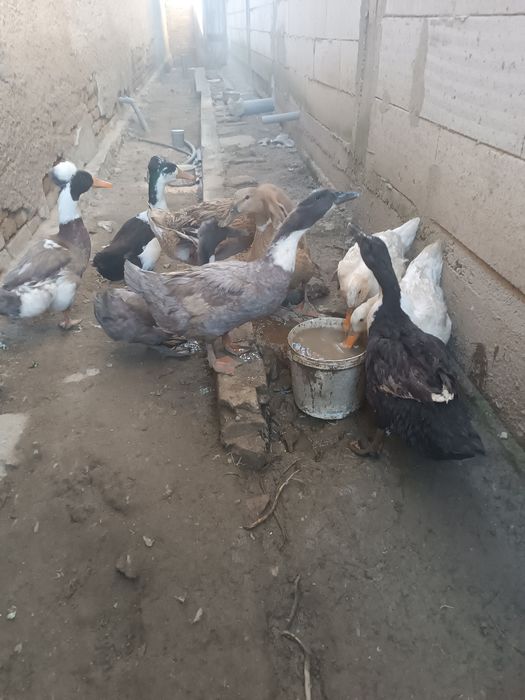 Vând 7 rațe și doi rățoi