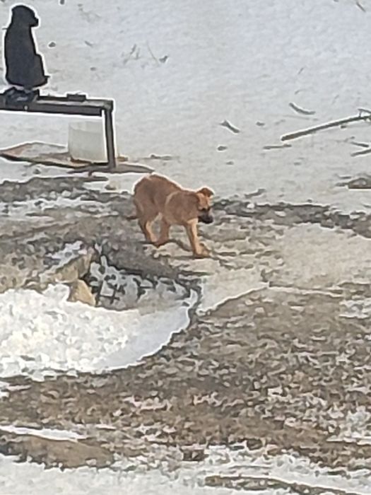 Щенки по 2-3 месяца