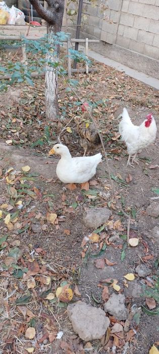 Животные Петух  Утка