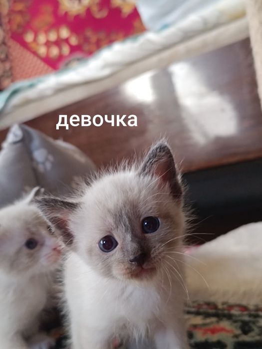 Отдам котят в добрые руки