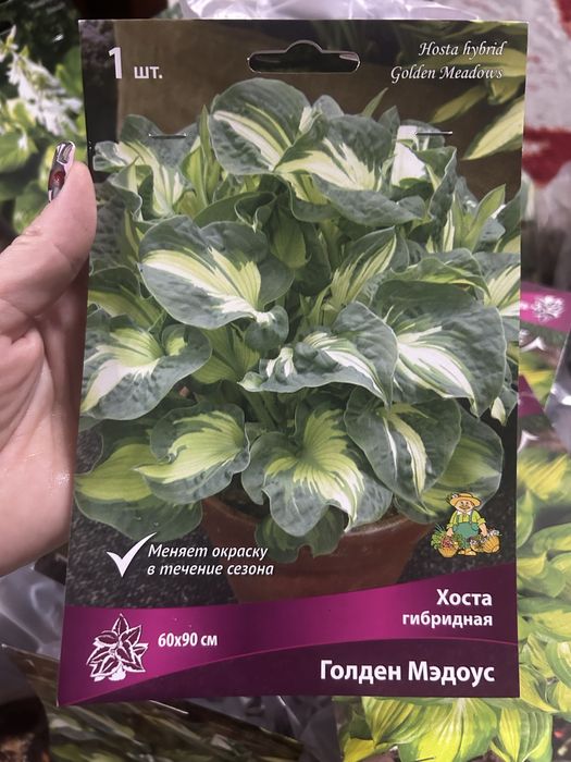 Продам хосты (корни)