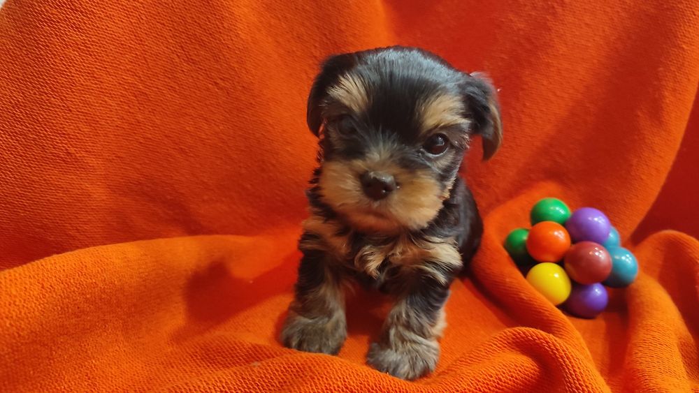 Йоркширский терьер