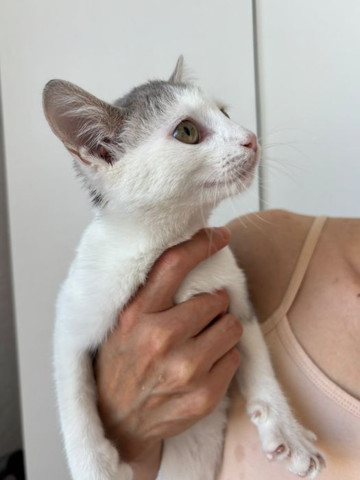 Котенок Девочка 3мес Очень Ласковая