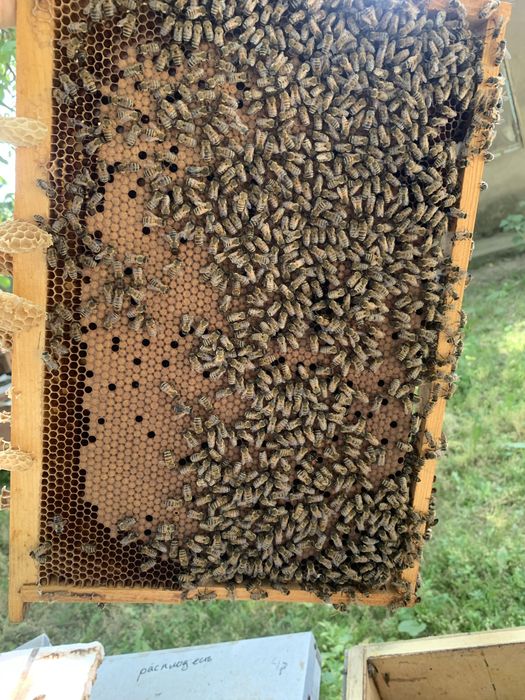 Свои Пчёлы - Свой Мёд