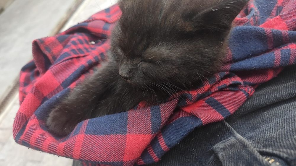 Котенок в хорошие руки