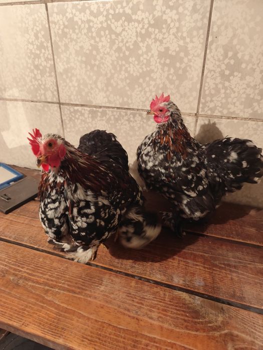 Кохинхины карликовые мраморные