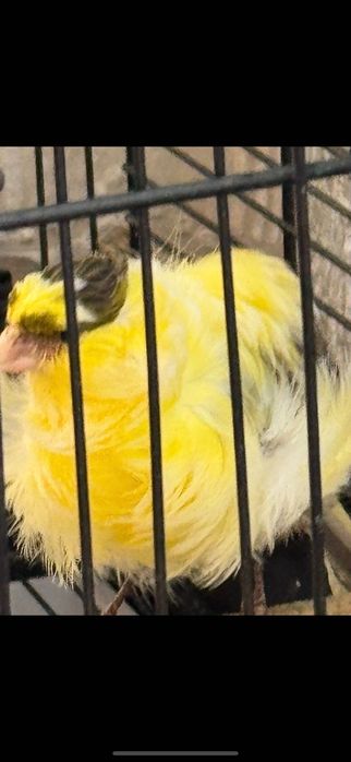 Канарчета порода “Подовано”