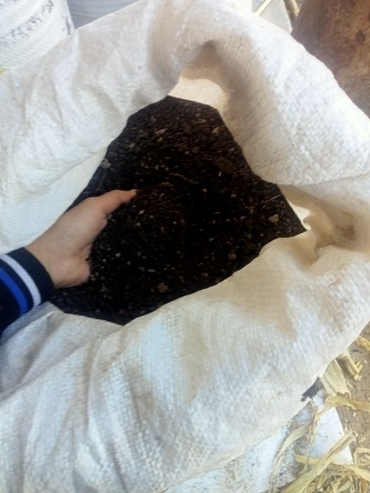 Kaliforniya qizil chuvachaning biagomusi