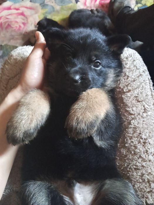 Щенки немецкой овчарки