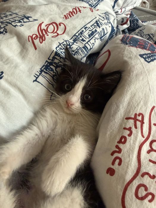 Котенок черно-белый