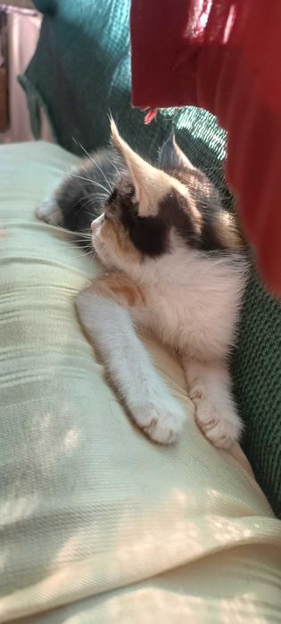 Пристраивается в хорошие руки