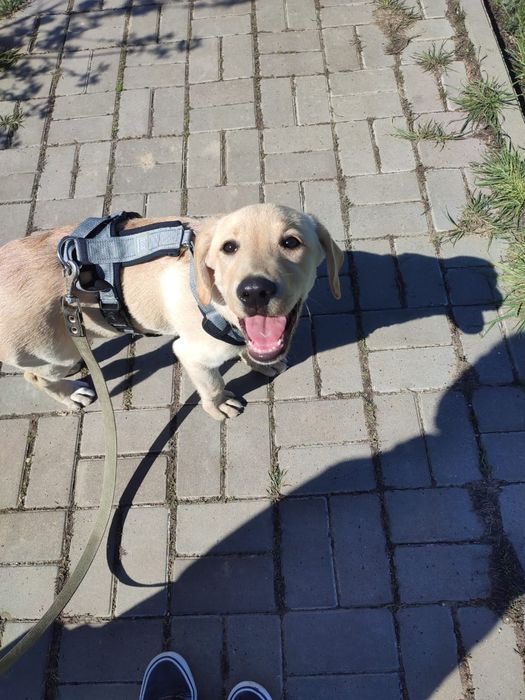 Продаётся чистокровный ,ласковый щенок лабродора с документами